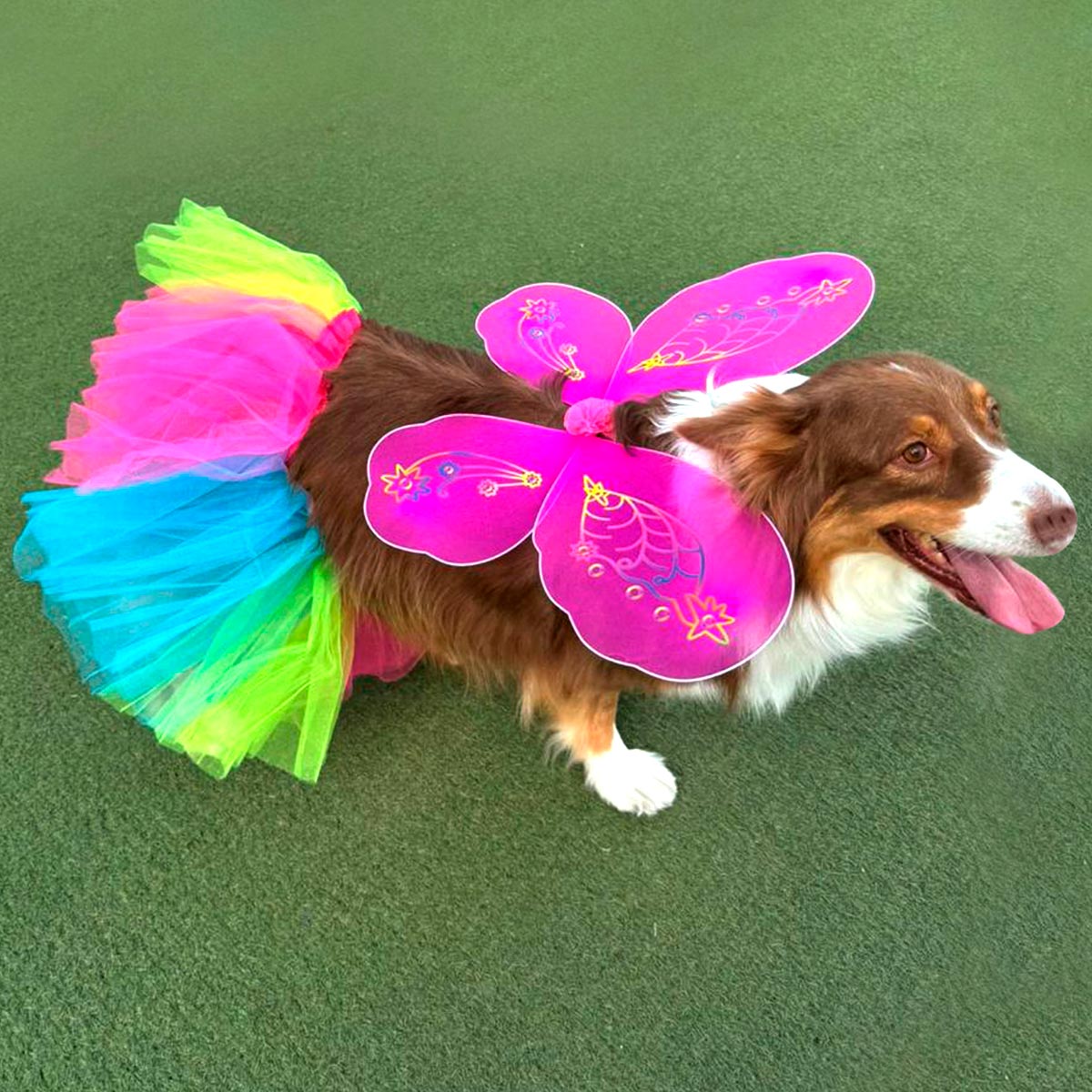 Nuevo Disfraz Para Mascota Mariposa Colores💥 - SHOPIPOM