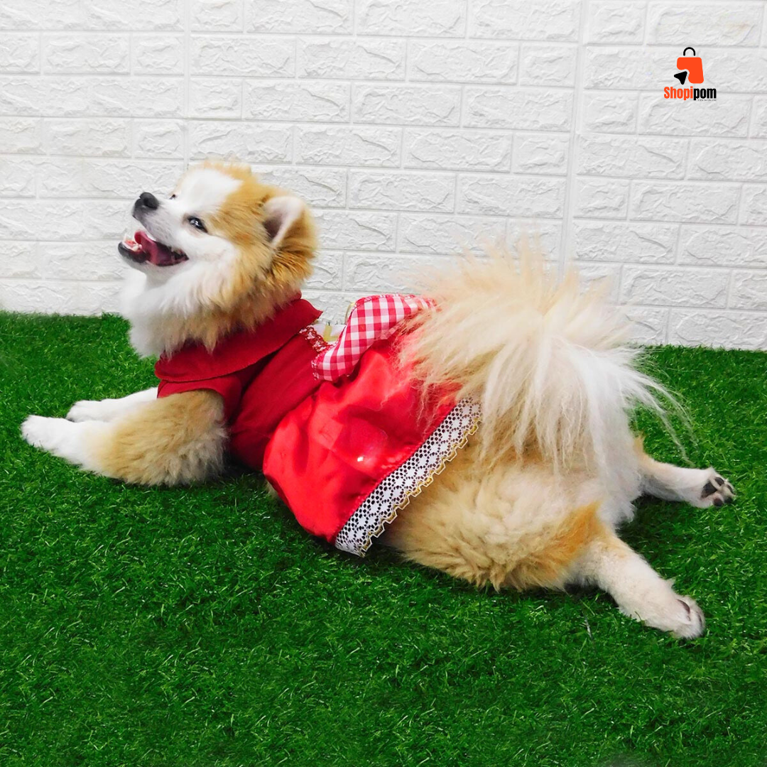 Nuevo Disfraz Para Mascotas De Caperucita Roja💥 - SHOPIPOM